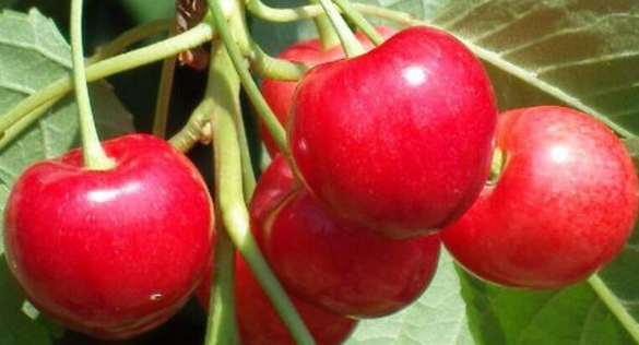 大櫻桃采摘后，如何加強(qiáng)管理讓來(lái)年豐產(chǎn)穩(wěn)產(chǎn)？