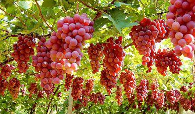 紅提葡萄樹(shù)春、冬兩季如何進(jìn)行修剪？