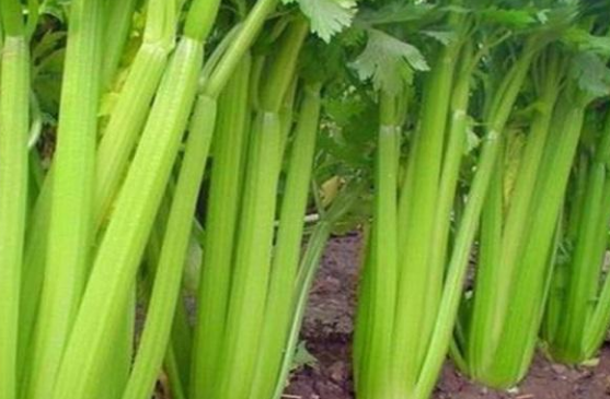 芹菜開(kāi)裂產(chǎn)量低，咋防治？