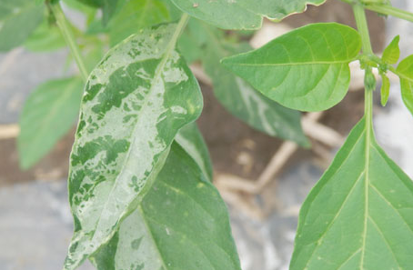 辣椒病毒病如何防？