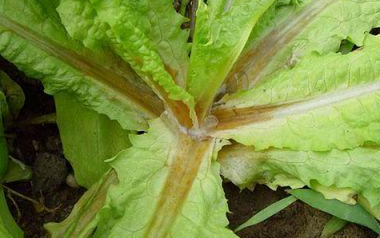 萵筍水爛病的癥狀有哪些？該如何防治